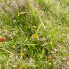 Cyperus sphaeroideus (Scented Sedge) at Garran, ACT - 20 Feb 2016 by Mike