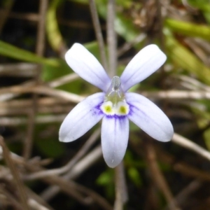 Isotoma fluviatilis subsp. australis at Garran, ACT - 20 Feb 2016 11:42 AM