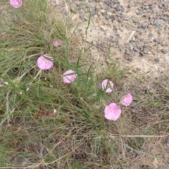 Convolvulus angustissimus subsp. angustissimus (Australian Bindweed) at Garran, ACT - 20 Feb 2016 by Mike