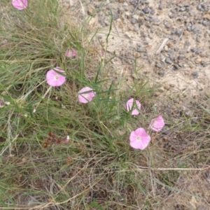 Convolvulus angustissimus subsp. angustissimus at Garran, ACT - 20 Feb 2016