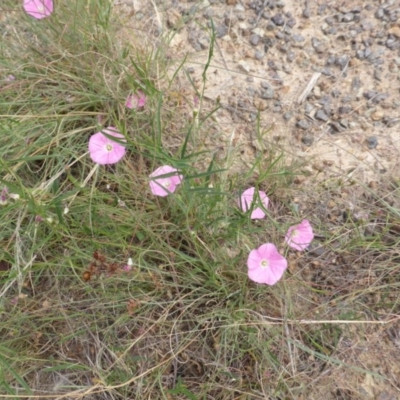 Convolvulus angustissimus subsp. angustissimus (Australian Bindweed) at Garran, ACT - 20 Feb 2016 by Mike