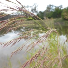 Phragmites australis (Common Reed) at Mount Mugga Mugga - 20 Feb 2016 by Mike