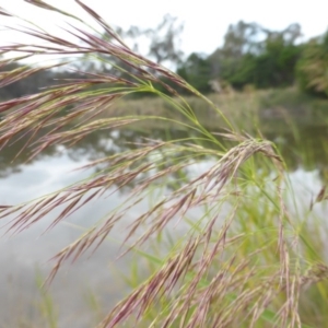 Phragmites australis at O'Malley, ACT - 20 Feb 2016