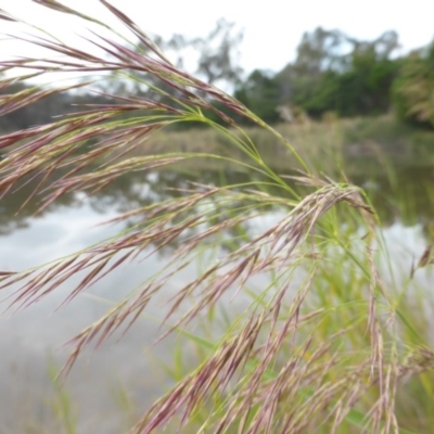 Phragmites australis (Common Reed) at Mount Mugga Mugga - 20 Feb 2016 by Mike