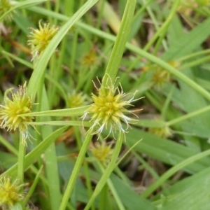 Cyperus sphaeroideus at Garran, ACT - 20 Feb 2016 11:34 AM