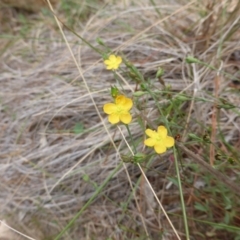 Hypericum gramineum (Small St Johns Wort) at Isaacs Ridge - 20 Feb 2016 by Mike