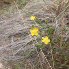 Hypericum gramineum (Small St Johns Wort) at Jerrabomberra, ACT - 19 Feb 2016 by Mike