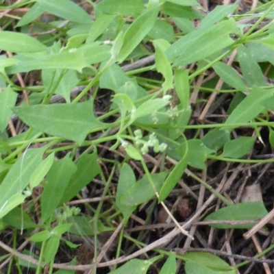 Einadia nutans subsp. nutans (Climbing Saltbush) at Jerrabomberra, ACT - 20 Feb 2016 by Mike