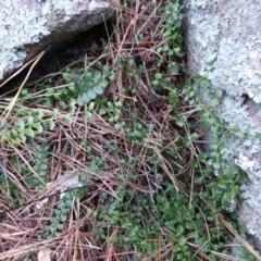 Asplenium flabellifolium (Necklace Fern) at Isaacs Ridge and Nearby - 19 Feb 2016 by Mike