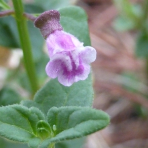 Scutellaria humilis at Isaacs Ridge - 20 Feb 2016