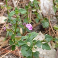 Scutellaria humilis at Isaacs Ridge - 20 Feb 2016