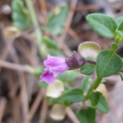 Scutellaria humilis at Isaacs Ridge - 20 Feb 2016