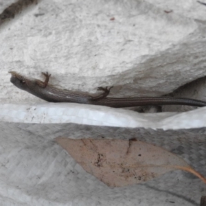 Saproscincus mustelinus at Fadden, ACT - 20 Feb 2016 07:32 PM