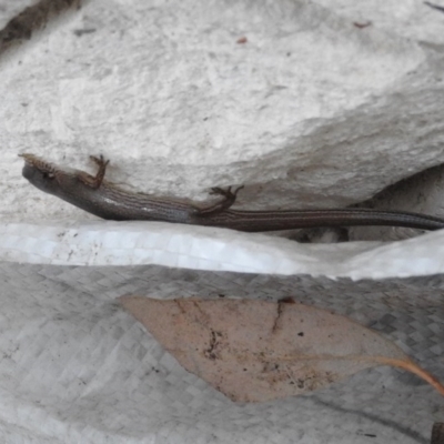 Saproscincus mustelinus (Weasel Skink) at Fadden, ACT - 20 Feb 2016 by ArcherCallaway