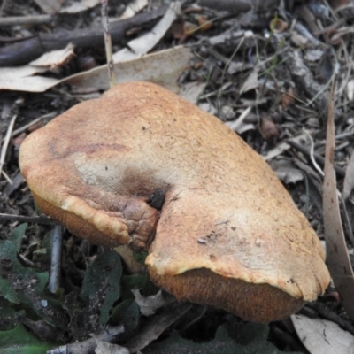 Lactarius deliciosus at Gowrie, ACT - 20 Feb 2016 by ArcherCallaway