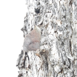 Heteronympha merope at Fadden, ACT - 21 Feb 2016 07:55 AM