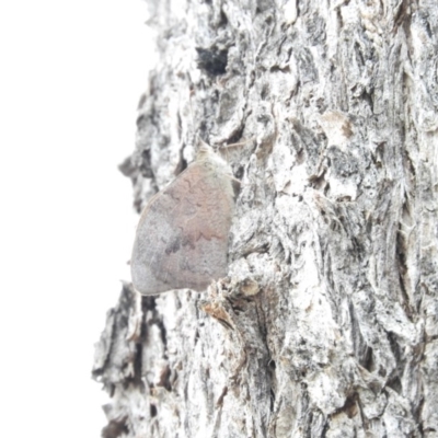 Heteronympha merope (Common Brown Butterfly) at Fadden, ACT - 21 Feb 2016 by ArcherCallaway