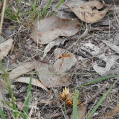 Junonia villida (Meadow Argus) at Fadden, ACT - 21 Feb 2016 by ArcherCallaway