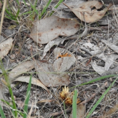 Junonia villida (Meadow Argus) at Wanniassa Hill - 20 Feb 2016 by RyuCallaway