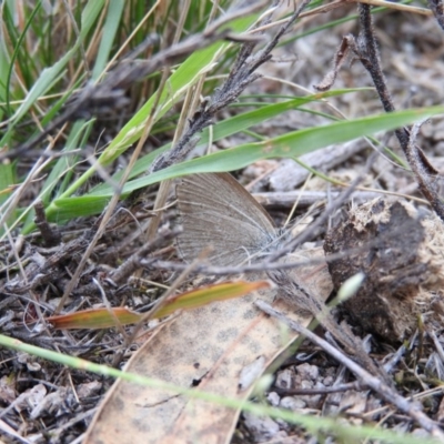 Zizina otis (Common Grass-Blue) at Wanniassa Hill - 20 Feb 2016 by RyuCallaway