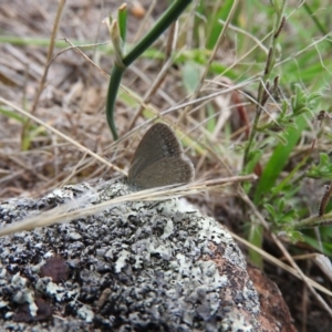 Zizina otis at Fadden, ACT - 21 Feb 2016 08:38 AM