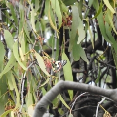 Delias aganippe (Spotted Jezebel) at Fadden, ACT - 21 Feb 2016 by ArcherCallaway