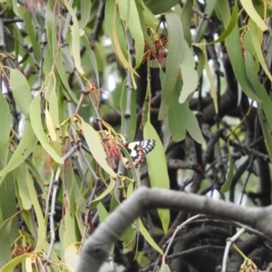 Delias aganippe at Fadden, ACT - 21 Feb 2016 09:14 AM