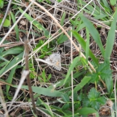 Lucia limbaria (Chequered Copper) at Wanniassa Hill - 21 Feb 2016 by ArcherCallaway