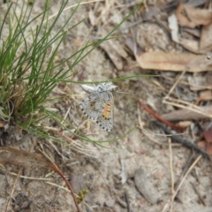 Lucia limbaria (Chequered Copper) at Wanniassa Hill - 20 Feb 2016 by RyuCallaway