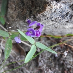 Glycine clandestina (Twining Glycine) at Wanniassa Hill - 20 Feb 2016 by RyuCallaway