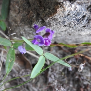 Glycine clandestina at Wanniassa Hill - 21 Feb 2016