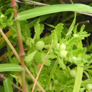 Centipeda cunninghamii at Wanniassa Hill - 21 Feb 2016