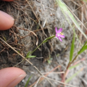 Centaurium sp. at Wanniassa Hill - 21 Feb 2016 09:42 AM