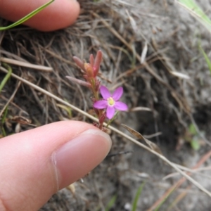 Centaurium sp. at Wanniassa Hill - 21 Feb 2016 09:42 AM