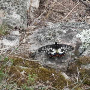 Papilio anactus at Fadden, ACT - 21 Feb 2016 09:59 AM