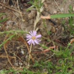 Vittadinia gracilis (New Holland Daisy) at Wanniassa Hill - 20 Feb 2016 by RyuCallaway