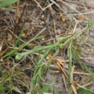 Vittadinia gracilis at Fadden, ACT - 21 Feb 2016