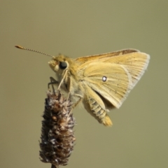 Trapezites luteus (Yellow Ochre, Rare White-spot Skipper) at Red Hill Nature Reserve - 21 Feb 2016 by roymcd