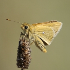 Trapezites luteus (Yellow Ochre, Rare White-spot Skipper) at Red Hill, ACT - 21 Feb 2016 by roymcd