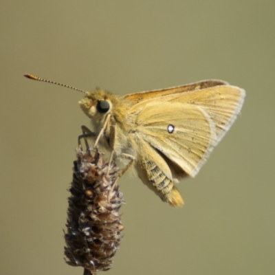 Trapezites luteus (Yellow Ochre, Rare White-spot Skipper) at Red Hill Nature Reserve - 21 Feb 2016 by roymcd
