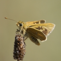 Trapezites luteus at Red Hill, ACT - 21 Feb 2016