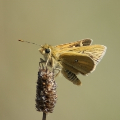 Trapezites luteus at Red Hill, ACT - 21 Feb 2016 03:26 PM