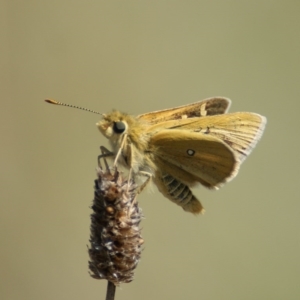 Trapezites luteus at Red Hill, ACT - 21 Feb 2016 03:26 PM