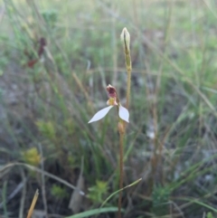 Eriochilus cucullatus (Parson's Bands) at Goorooyarroo NR (ACT) - 21 Feb 2016 by AaronClausen