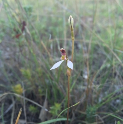 Eriochilus cucullatus (Parson's Bands) at Goorooyarroo NR (ACT) - 21 Feb 2016 by AaronClausen