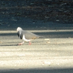 Leucosarcia melanoleuca at Pebbly Beach Campground - 21 Jun 2015