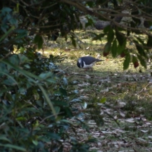 Leucosarcia melanoleuca at Pebbly Beach Campground - 21 Jun 2015