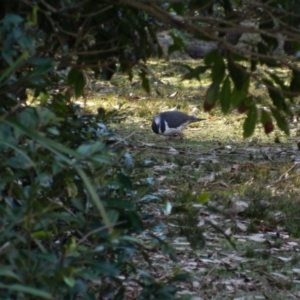 Leucosarcia melanoleuca at Pebbly Beach Campground - 21 Jun 2015 03:31 PM