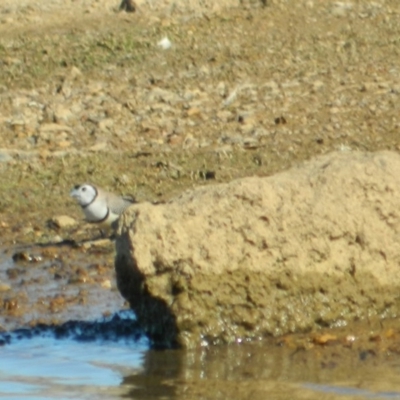 Stizoptera bichenovii (Double-barred Finch) at Mitchell, ACT - 20 Mar 2015 by RyuCallaway