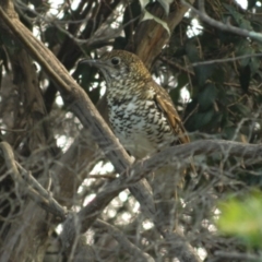 Zoothera lunulata (Bassian Thrush) at ANBG - 11 May 2015 by RyuCallaway